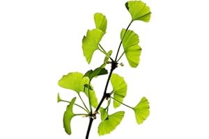GENÉRICO Planta natural Ginkgo biloba. 15-20 cm. En cepellón, lita para plantar. Resistente a la contaminación, plagas y enfermedades, ideal para entornos urbanos. Sus hojas únicas aportan belleza estacional