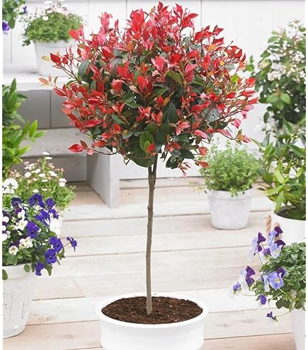 Hochstamm Kugel-Liguster 40-60cm - Ligustrum delavayanum - lebende  Gartenpflanze aus den Baumschulen : Amazon.de: Garten