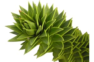 SAMENCHILISHOP (IMMER NUR EINMAL VERSAND) Affenschwanz Tanne 2 frische Samen -Araucaria araucana-