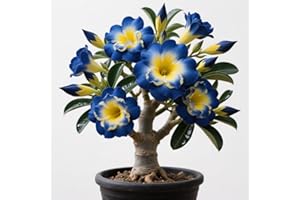 BNSOIDE Rizomas rosa del desierto, Perenne tubérculos Adenium obesum, Plantación al aire libre, Macetas de interior y exterior-1 rizoma-j