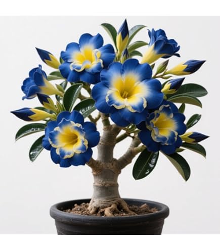 Semi Gynostemma Pentaphyllum 50 Semi Di Gynostemma Pentaphyllum (Jiaogulan) - Pianta Magica Cinese, Adatta A Climati Diversi Gynostemma Pentaphyllum Semi - Foto 5