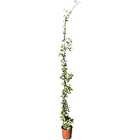 Trachelospermum Jasminoides - 170cm - Winterhart - Sternjasmin - toskanischer Jasmin -Weiß