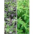 Combo of 2 Rama Tulsi & Krishna Tulsi Real Rama Shyama Ayurvedic Tulsi Plants Kali Hari Green Black Medicinal Tulsi