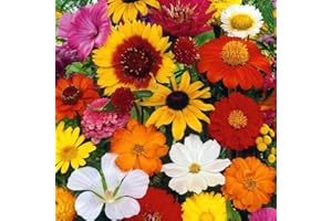 THE SEED SHED Butterfly & Bee Mixture Seeds – Quick & Easy to Sow – Wonderful Nectar Rich Flowers – for Meadows & Borders – for Your Beautiful Garden