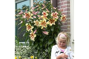 COOTO 1x Bulbo lirio Flores de jardin Bulbos primavera Lirios Plantas de exterior Planta perenne Lavon