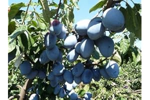 VEG SRLS ALBERO DI SUSINO-PRUNUS DOMESTICA SIMILE - 'GROSSO DI FELISIO'- pianta vera da frutto da esterno Ø 19 cm - h 150 cm