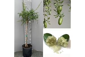 SAVINI VIVAI L'ARTE DI FARE NATURA SAVINI VIVAI Pianta di Limone Caviale Verde Faustrime Albero di Agrumi Finger Lime Limone ad Alberello in Vaso 24 cm Altezza 80-100 cm 3 Anno di Innesto Made Italy