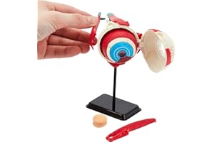 KITS OF MEDICINE Modello occhio anatomico umano | 35 pezzi puzzle 3D occhio umano | perfetto per lo studio anatomico | Costruisci il tuo museo anatomico | grande regalo per infermieri, dentisti, studenti di medicina