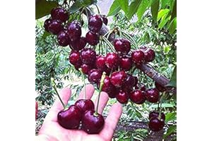 FLOWER FIELD STORY 20 piezas Semillas de cerezo negro Semillas de cerezo dulce Arbusto Prunus Cerasus Semillas de fruta de cerezo