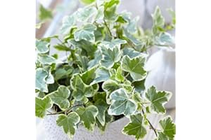 Carbeth Plants - Indoor Plants - Build Your Own Houseplant Collection - 7cm to 9cm Pots - White Wonder Ivy - Hedera Helix Plant in 9cm Pot