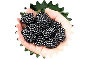 SAATBOTE Moras gigantes/aprox. 50 semillas/alto contenido vitamínico/bajo en calorías.