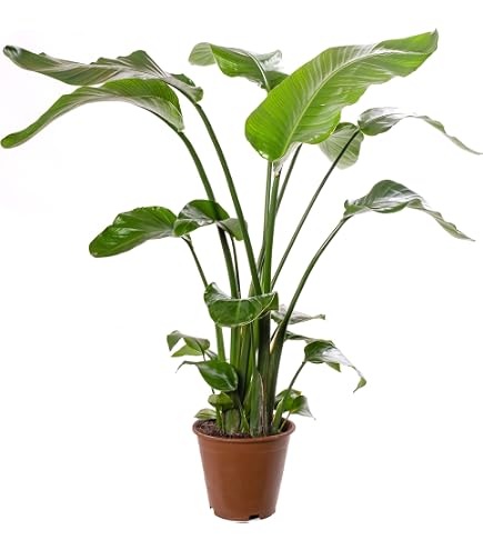 cat tail plant 21
