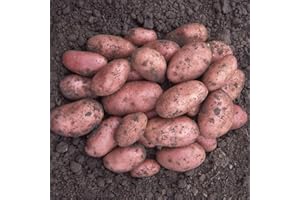 YOUGARDEN You Garden - Seed Potato Desiree (Maincrop) - 2.5kg Bag, for Planting in UK Gardens, Grow Your Own Potatoes