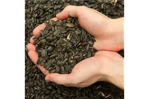 GARDENGURU 25 kg Schwarze Sonnenblumenkerne Winterfutter Vogelfutter Winter Wildvogel Ganzjahresfutter 25kg Neue Ernte