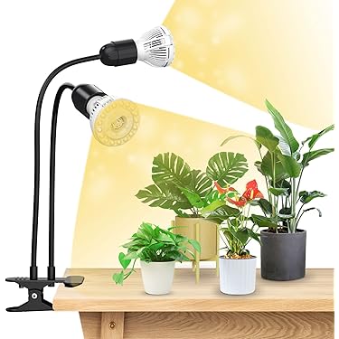 olivenbäume früchte Olivenbaum Hochstamm kaufen main image 0