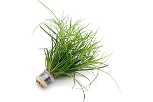 K2AQUA Juncus Repens Live Aquarium Plant for Freshwater Tropical Tank Aquascaping