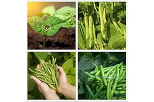 HUA XIAN ZI Fagioli, semi di Bush Provider, biologici, NON OGM, 100+ semi per confezione, fagioli sostanziosi e sani.