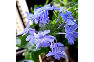 AchidistviQ 15Pcs Blue Plumbago Auriculata Pianta Da Giardino Profumata, Resistente E Facile Da Piantare Cape Leadwort Semi Piante Da Fiore Sempreverdi Semi di Lam Plumbago auriculata