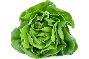 JUST SEED JustSeed - Vegetable - Lettuce Winter - Arctic King - 300 Seeds - Economy Pack