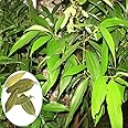 GREEN COLLECTION Live Tej Patta,Bay Leaf, Tez Patta Spice Plant.With 1 Nursery Grow Bag | Care Spices Plants Live Indian Bay Leaf Plant Tejpatta Spice tree (Bay Leaf Plant)
