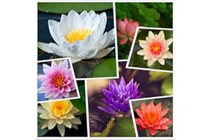 HUA XIAN ZI Lebende aquatische rustikale Seerosen-Blumenpflanze, gemischte Farben Bonsai-Lotus-Samen, 30+ Samen vorwurzelte aquatische Wasser-Samen