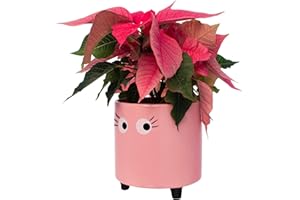 Fisura - Original flower pots eyes design, Ceramic plant pots indoor, Decorative indoor planters with legs for cactus, Planters for flowers and succulents, Dimensions: 13cm x 12,5cm (pink)