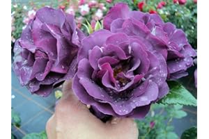 GARTENCENTER BARTELS Beetrose Rhapsody in Blue ® Containerrosen im großen 7,5 Liter TopfL8