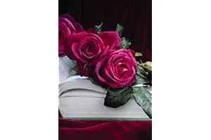 KÜHR BAUM- U. ROSENSCHULEN Edelrose Johann Wolfgang von Goethe im 5 Liter Rosentopf