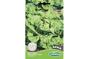 Germisem graines Laitue pommée APPIA
