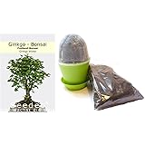 Seedeo Bonsai Anzuchtset Ginkgo (Ginkgo biloba)