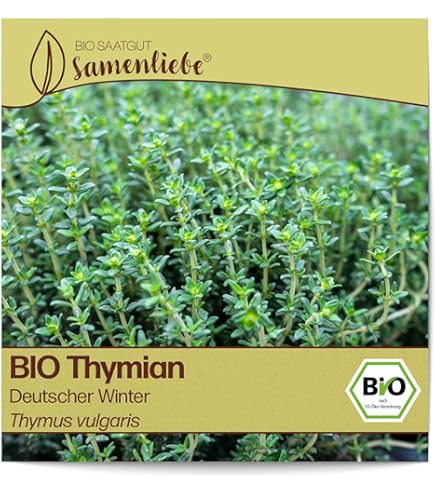 Oregano Samen Mehrjährig & Winterhart - 60 Stück Kräutersaatgut Für Balkon & Garten