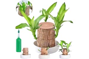 SINGHAO Mini Brazil Lucky Wood,Lucky Brazil Wood Potted Plant,Brazilian Wood with Ceramic Pot,Purifying Indoor Air Brazilian Hydroponic Wood,Hydroponic Potted Lucky Plant,Mini Brazil Lucky Ba/mboo and Wood