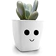 HILLMART Live Moonstones Succulent with Cute Artistic Little Pot for Indoor, Window Shelf, 10 cm