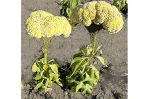 SEEDSOWN Planta de la insulina, Costus ardiente, Semillas de insulina, Pakarmula, Kemou honne, Vengis, Semilla