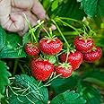 Fragola Tresca semi - Fragaria ananassa