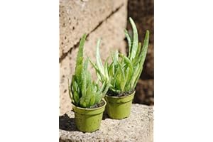 KUNERT-KERAMIK Real Aloe Vera, Lush Plants, Approx. 30 cm Total Height (2 Plants)