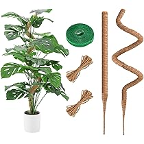 Pali Di Muschio Per Piante Rampicanti - 2 Pezzi 71cm Con Corda Di Iuta - Foto 11