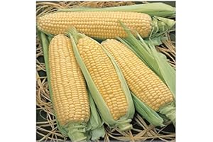 PRETTY WILD SEEDS Vegetable Seeds 60+ Varieties Carrot Pumpkin Cabbage Pea Tomato SWEETCORN Bean Turnip Swde Brussel Onion Cauliflower Fennel Beetroot Herbs (Sweetcorn Elan F1 Approx. 10 Seeds)