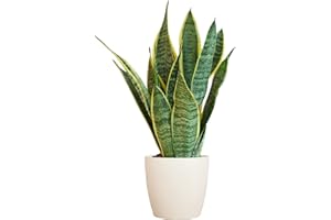 BloomPost Sansevieria Trif Futura Superba - Pot en Fibre de 25-35 cm + Blanc - Plante d'Intérieur - Plante d'Intérieur Nécessitant Peu d'entretien - Plantes de Bureau Faciles à Cultiver