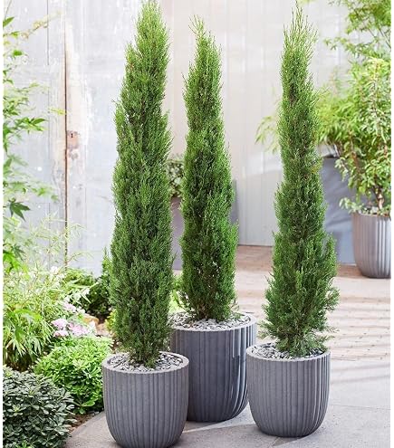 Pack of 25 Thuja Smaragd in Pot/Container : Amazon.de: Garden