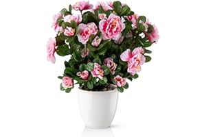 ‎PASCH PASCH® Azalee im Hochglanz-Keramiktopf | Kunstblumen im Topf | Künstliche Blumen wie echt | Fake Blumen | Kunstblumen wie echt (Rosa, 35cm)