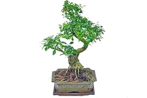Bonsai Baum Chinesischer Liguster – 7 Jahre, 30-35 cm | Pflegeleichte Indoor-Pflanze in eleganter 15 cm Keramik-Schale mit Untersetzer | florapartner