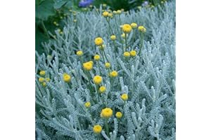 Santolina Plants. 'Yellow Buttons'. Cotton Lavender. Aromatic herb with Yellow Flowers. 9cm Plant x 2. Available from Bedwen Plants.