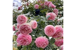 Peter Beales Roses UK Eden Rose '88, Climbing Rose, 240cm x 180cm, Creamy-White and Pink Double Flowers