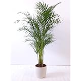 De Areca-Palm of Goudpalm, Tropische sfeer, Groene Plant, Dypsis Areca De Areca-Palm of Goudpalm, Tropische sfeer, Groene Plant, Dypsis Areca