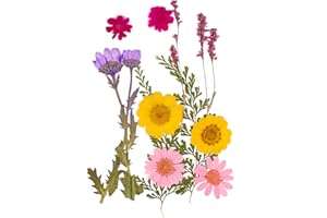 XIAOJING0 12 Stück Getrocknete Blumen DIY Gepresste Gemischte Blätter Gänseblümchen Echte Natürliche Deko Mehrfarbige Trockenblumen Klein für Kunst Basteln Harz Scrapbooking Handwerk Karten Machen-Stil 3