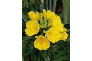 DAMAVAND PRO Common Evening Primrose Flower Seeds (Oenothera biennis) Seeds - Vibrant Yellow Blooms Wild Flower Graden 1000 Seeds