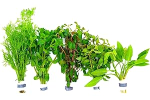 DAXTON-PLANT Aquariumpflanzen Set 5 XXL Bunde, Wasserpflanze, Wasserpflanzen, Dicke Bunde