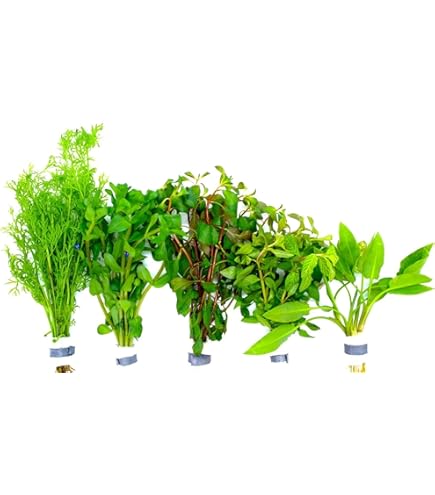 In-Vitro Bonsai-Nadelsimse/Eleocharis sp. 'mini' : Amazon.de: Haustier