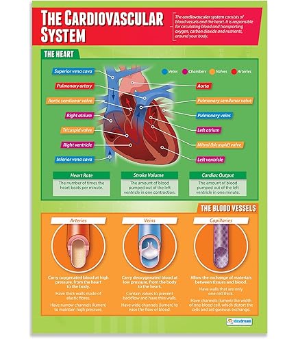 Daydream Education Lot De 12 Affiches De Physique | Affiches Scientifiques | Papier Brillant Mesurant 850 Mm X 594 Mm (A1) | Tableaux Scientifiques Pour La Salle De Classe | Tableaux éducatifs